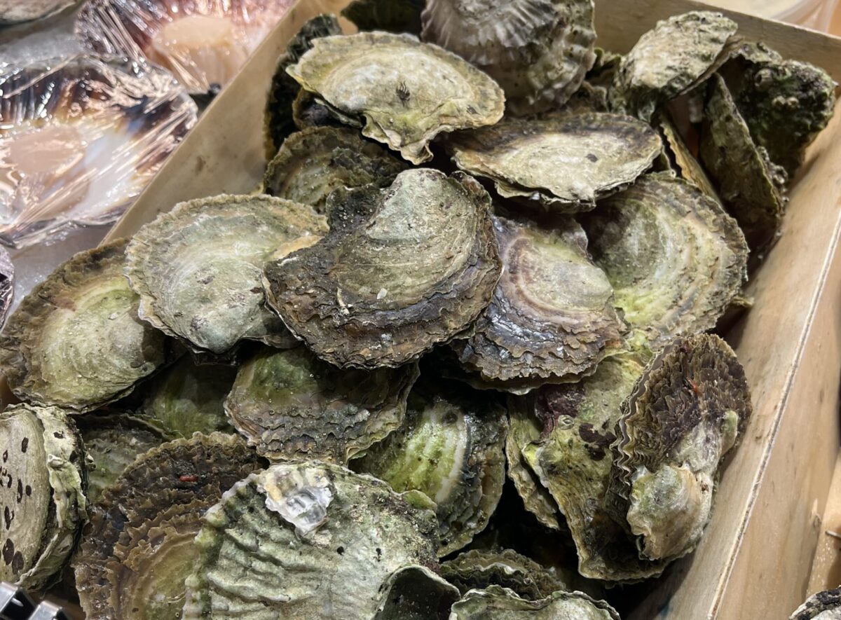 Flatoysters